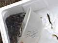 メイド仕置き泥鰌地獄