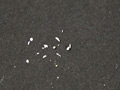 【足のにおい】 歯科助手・生臭い魚