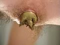 Scatolo Angel5