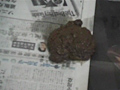 うんこ伝説 メモリアル