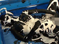 Black Painting001