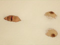 Foam Beads