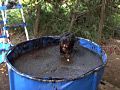 Cow shit Vol.02