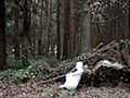 Buried alive -Unpublished scene-