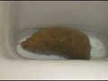 フィルス うんこ スペシャルベスト