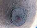 100人の乳首 第5集