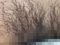 100人のまん毛 第6集