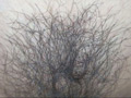 100人のまん毛 第8集