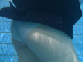 【水中編】女子学生のための就活塾（1） サンプル画像5