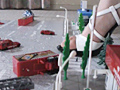 GTS Crush Vol.1
