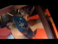 ザリガニクラッシュ＆カブトムシ、クワガタクラッシュ
