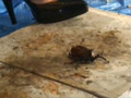 あかりちゃんのハイヒールでカブクワクラッシュ VOL2