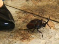 あかりちゃんのハイヒールでカブクワクラッシュ VOL2