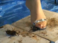 あかりのサンダルストッキングでカブクワクラッシュ 1