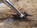 あかりのサンダルストッキングでカブクワクラッシュ 1