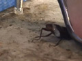 あかりのサンダルストッキングでカブクワクラッシュ 1