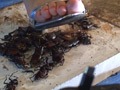 あかりのサンダルストッキングでカブクワクラッシュ 1