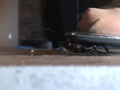 あかりのサンダルストッキングでカブクワクラッシュ 2