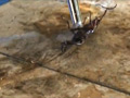 あかりのサンダルストッキングでカブクワクラッシュ 2