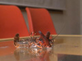 みほちゃんのローファーでザリガニクラッシュ 前編