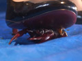 ザリガニクラッシュ＆ゲームペダルでクラッシュ