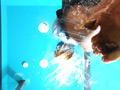 みくちゃんの裸足で金魚CRUSH 最終章