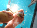みくちゃんの裸足で金魚CRUSH vol5