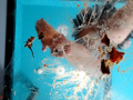 みくちゃんの裸足で金魚CRUSH vol5