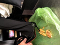めいちゃんのエナメルヒールでポテトクラッシュ責め