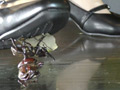 ガラステーブル、パンプスでカブト○○クラッシュ VOL1