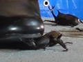 復刻版めいの私服パンプスでカブトム○クラッシュ VOL2