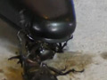 復刻版めいの私服パンプスでカブトム○クラッシュ VOL5