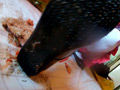 みくちゃんの馬○パンプスで金魚クラッシュ VOL2 最終章