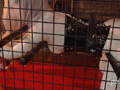 顔からつま先までフルラテックス！個人飼育その1