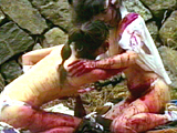 女腹切り作品集3 女剣士・二人切腹
