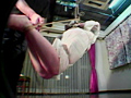 緊○イズム01 肉を裂く縄・ゆきほ鼻責め宙吊り