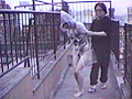 縄つき屋上散歩 早乙女宏美