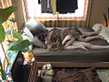 ゲスの極み映像 2人目