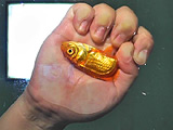 黒髪少女が金魚を素手で握りつぶしナマ足で踏み潰す！