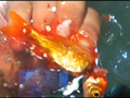 黒髪少女が金魚を素手で握りつぶしナマ足で踏み潰す！