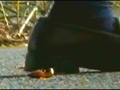 ハイソックスとローファー自転車がザリガニを踏み潰す