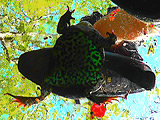 巨大ヒキガエル・ザリガニを黒パンプスで踏みにじるOL