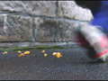 お嬢様のローファーが巨大カタツムリを踏み潰す！