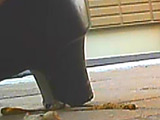 パンプスのつま先やカカトがイモムシを踏み潰す！