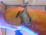 すみれ様の生ストッキングがカエルを踏み潰す！