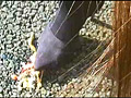 すみれ様の生ストッキングがカエルを踏み潰す！