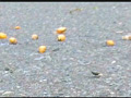 【復刻版】カタツムリがローファーで踏み潰される！2