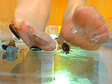 巨大ゴキブリを全体重をかけ生ストッキングで踏む！
