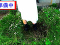 「花のじゅうたん」を踏んで美女がダンス！～涼子様～