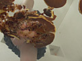 大量のどら焼きを楽しそうに踏む受験生のお嬢様